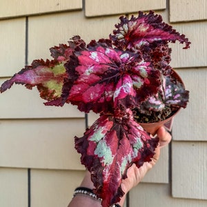 4&quot; Begonia “Harmony’s Dance of Dragons ”