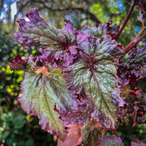 4&quot; Begonia Harmony’s Daenerys