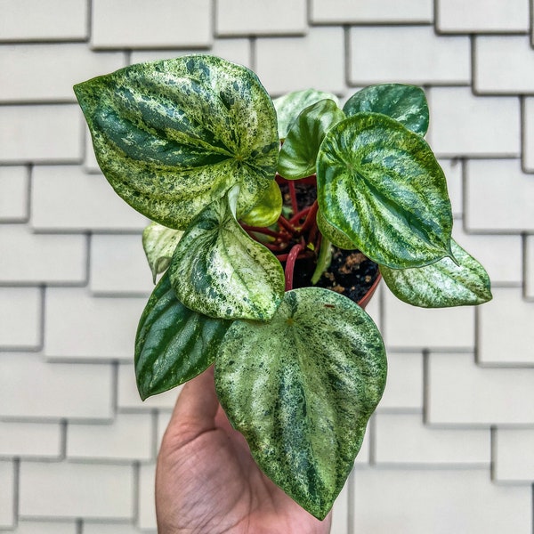 4" Peperomia Harmonys Gold Dust / Variegated Watermelon