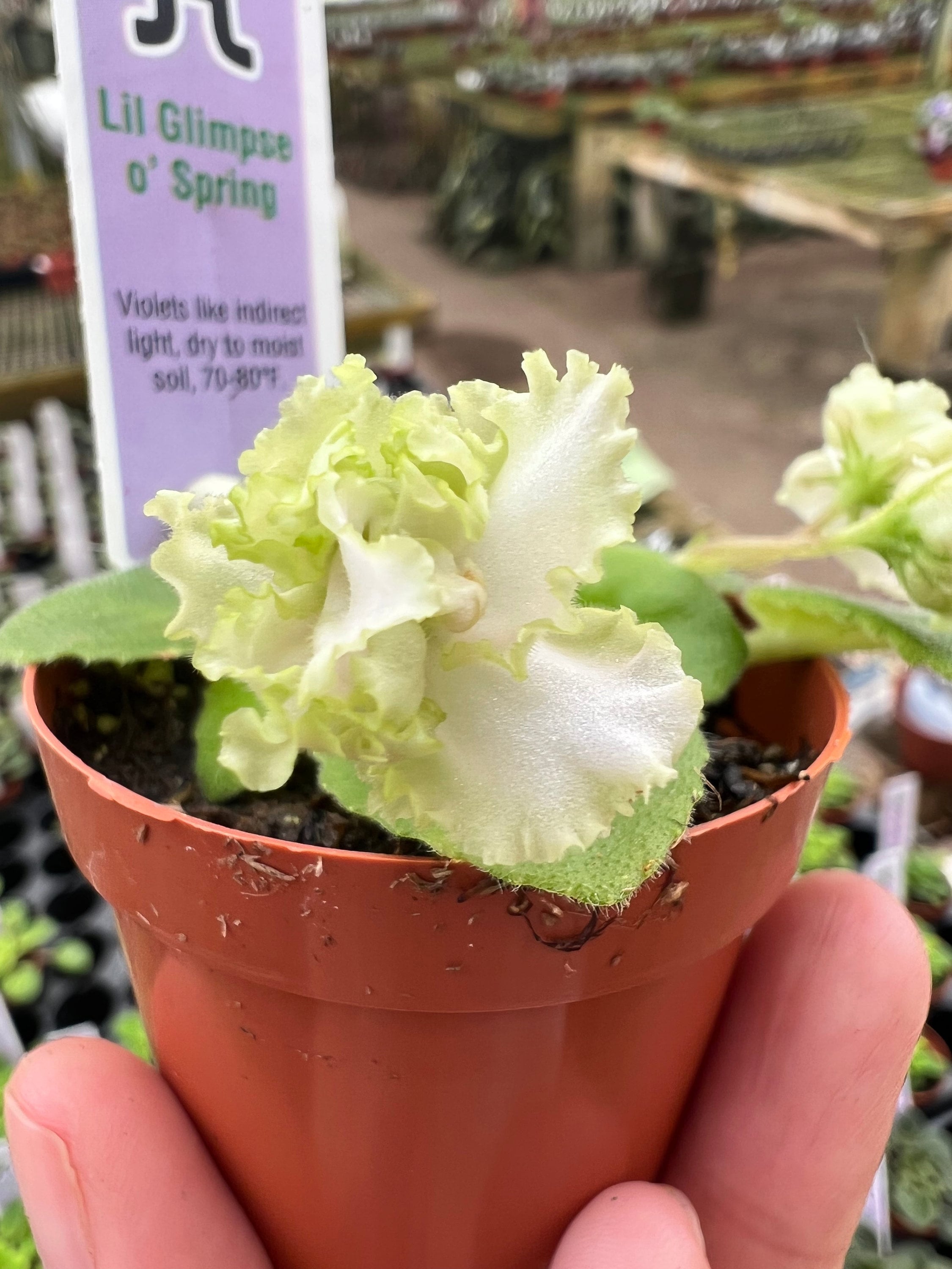 Yellow African Violet Plants