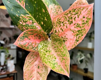 ロタンダム専用　Aglaonema Orange Stardustなど2苗 ロタンダム様専用専用 Aglaonema Orange Stardustなど2苗