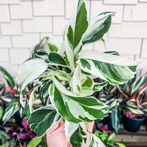 4&quot; Calathea Fusion White