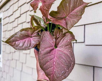 Syngonium “Pink Perfection”, 4” Plant