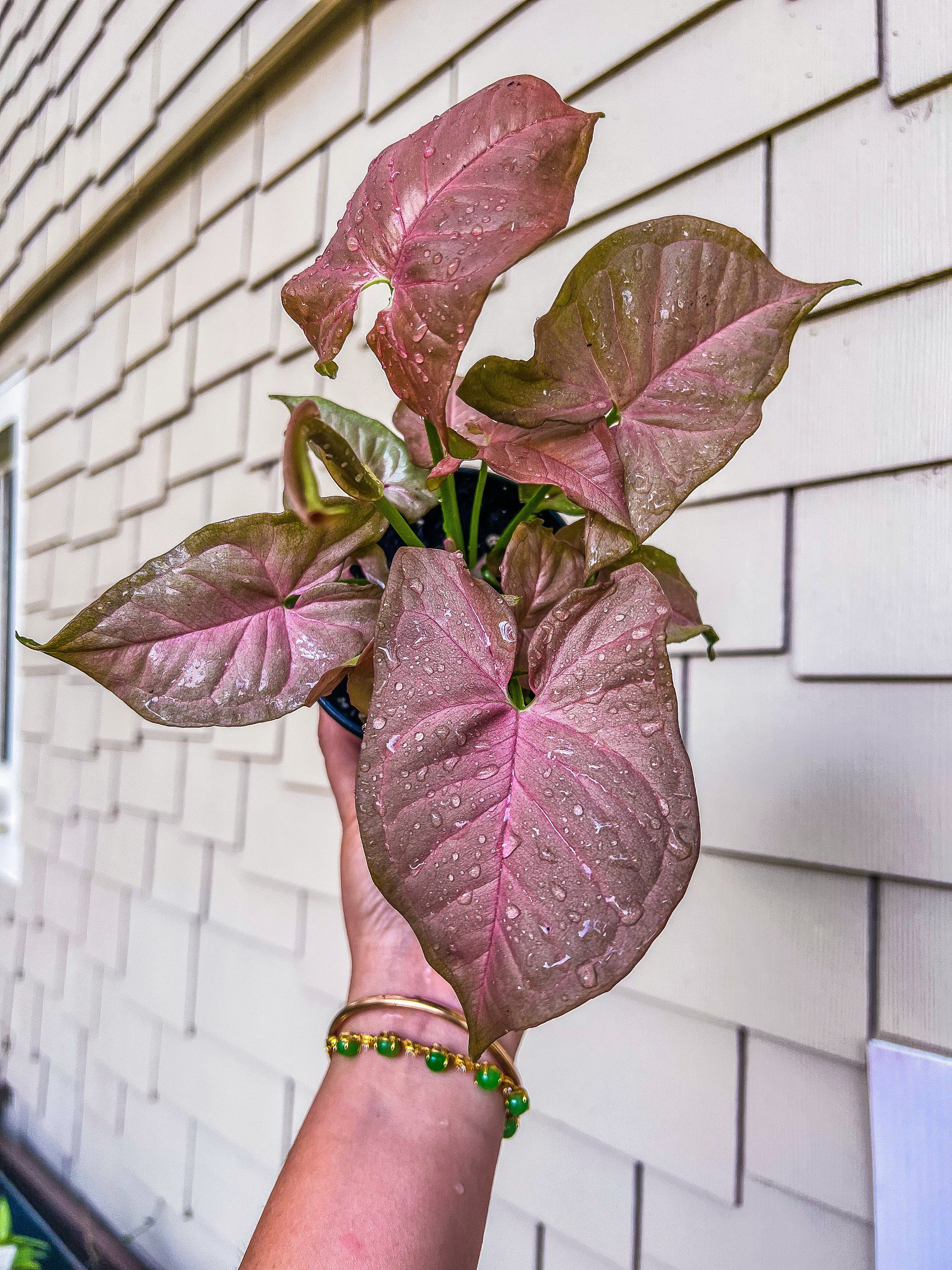 Syngonium “Pink Perfection”, 4” Plant