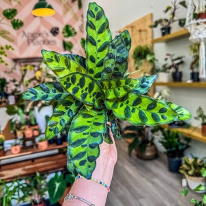 Calathea Lancifolia &quot;Rattlesnake&quot;, 4” Pot