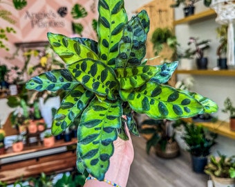 Calathea Lancifolia &quot;Rattlesnake&quot;, 4” Pot