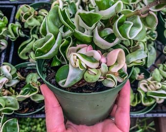 Hoya Carnosa Madara Snow Angel Variegated - Etsy