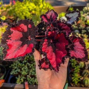4&quot; Begonia Rex “ Harmony’s Red Robin”