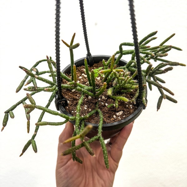 4”rhipsalis Burchelli