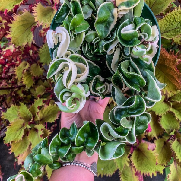 Hindu Rope Plant - Etsy