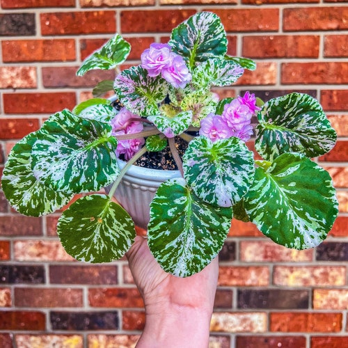 Cajun's Roses Anyone African Violet Plant in a 4 Etsy
