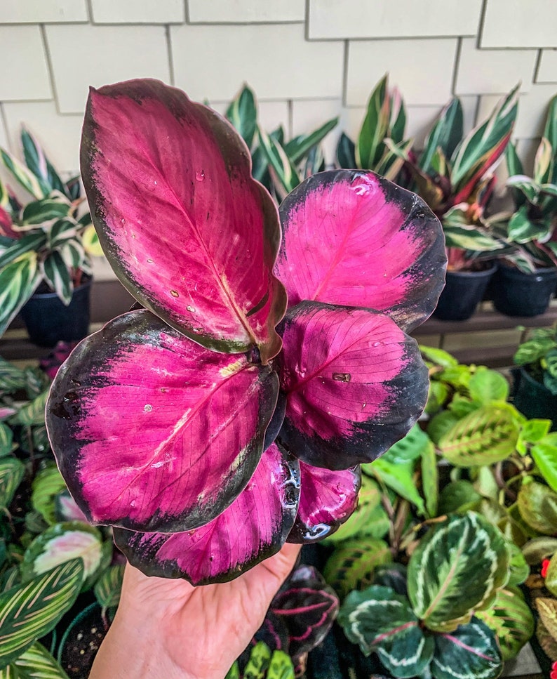 4 Calathea picturata Crimson image 1