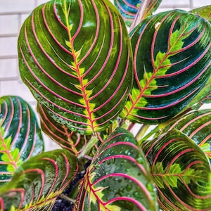 4&quot; Maranta Red Prayer