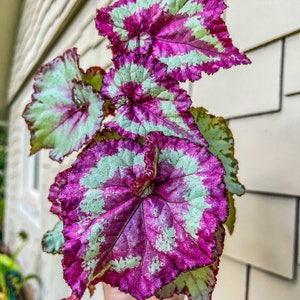 4&quot; Begonia Rex “Harmony’s Mellow Yellow”