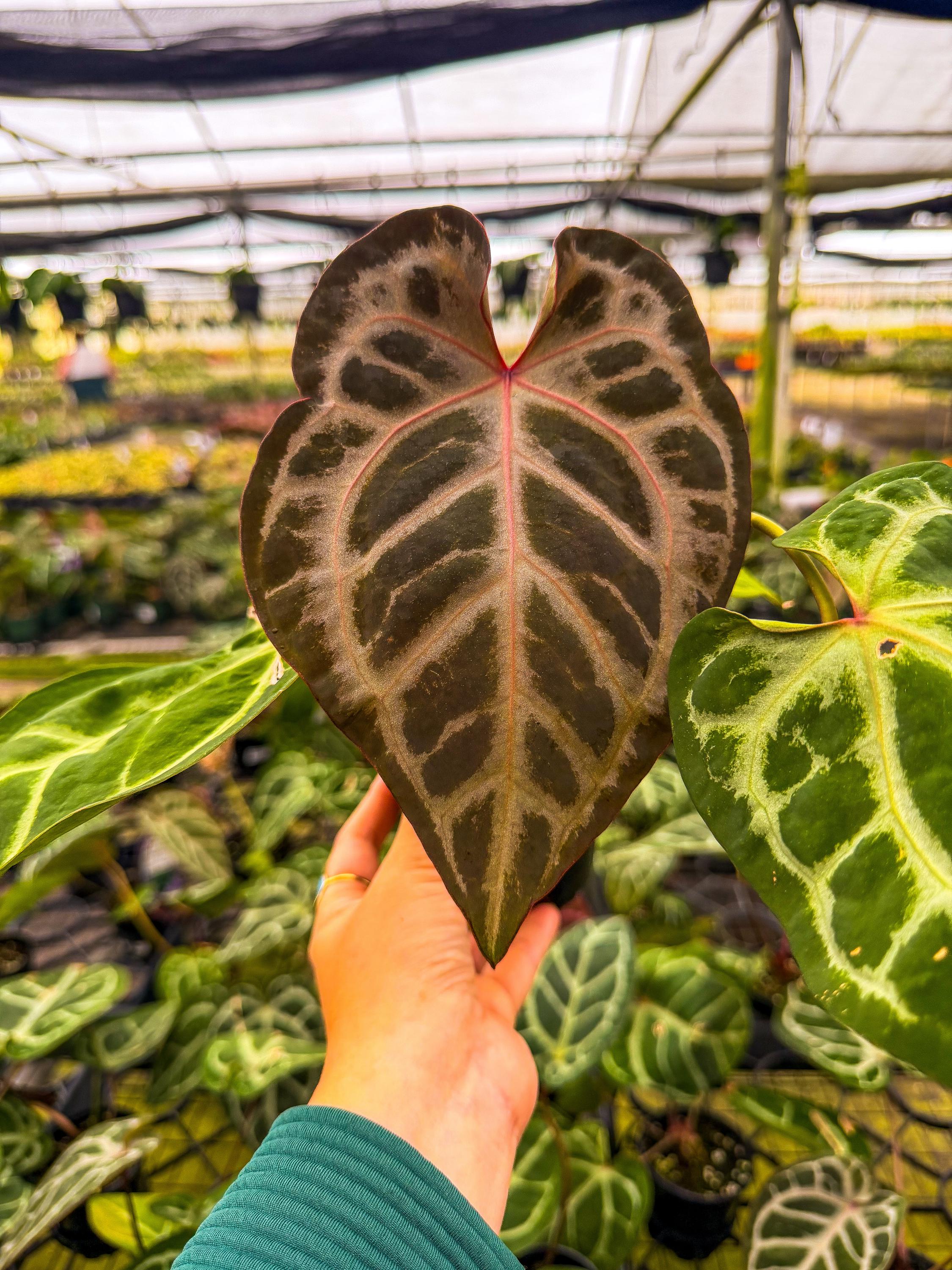 Anthurium Crystallinum Queen - Etsy