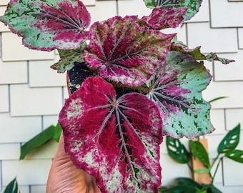 4" Begonia Rex “ Venetian Red”