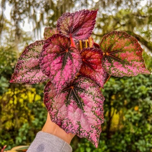 4&quot; Begonia Rex “Harmony’s Revel Majesty”