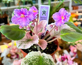 4&quot; African Violet &quot;Harmony’s Love Bug&quot;