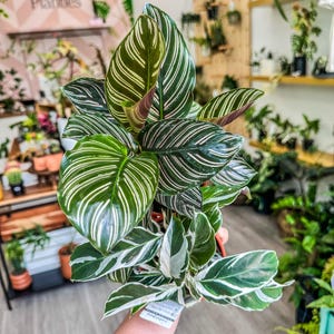Bundle Calathea Pin Stripe & White Fusion