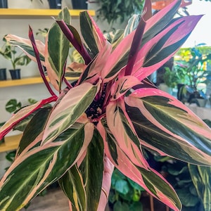 6&quot; Stromanthe Triostar