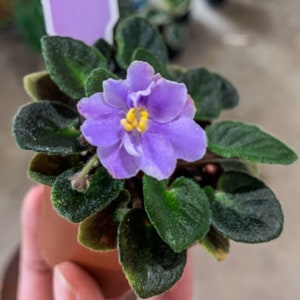 Mini African Violet “Frosted Denim“