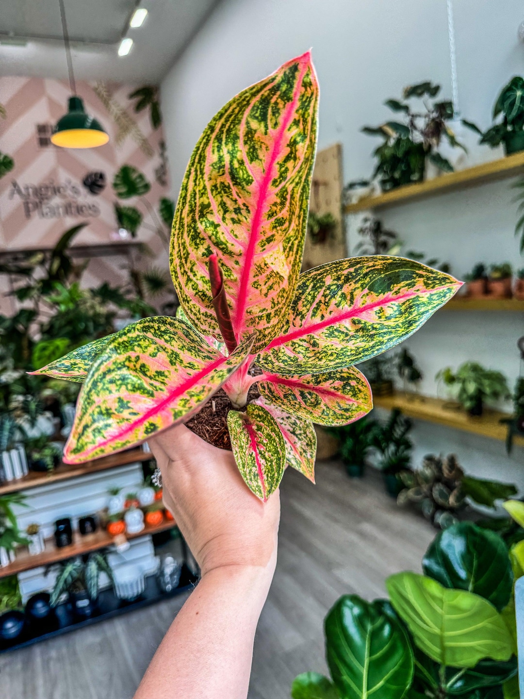 Aglaonema Golden Powder main image 0