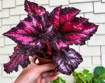 May include: A potted begonia plant with large, textured leaves. The leaves display a striking pattern of deep burgundy, vibrant pink, and white speckles. The plant is held in a small, brown plastic pot, showcasing its colorful foliage.