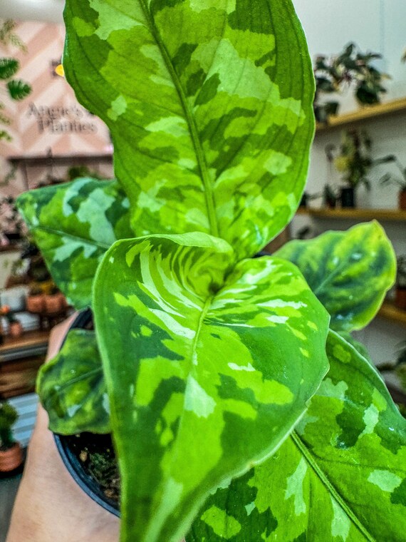 Aglaonema pictum tricolorANDAMAN（アグラオネマ） Aglaonema Tricolor Pictum - Etsy