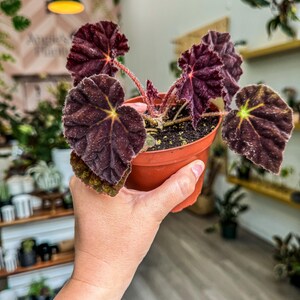 Begonia Rex 'Madam O'Reily', 4"