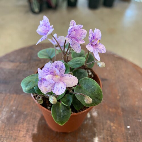 Mini African Violet cajuns Lil Love Etsy