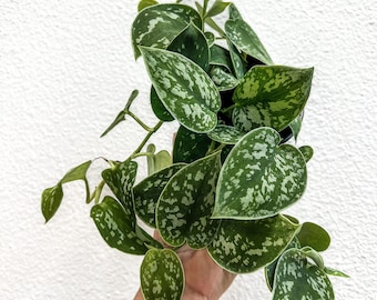 4" Scindapsus Silvery Ann