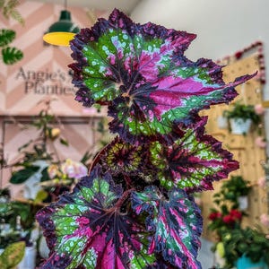 Begonia Rex “ Harmony’s Mardi Gras”
