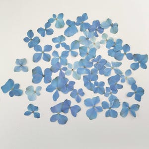 May include: A collection of numerous pressed hydrangea flowers in various shades of light and medium blue. Each individual flower consists of four delicate, thin petals arranged in a cross-like pattern, scattered across a plain white surface.