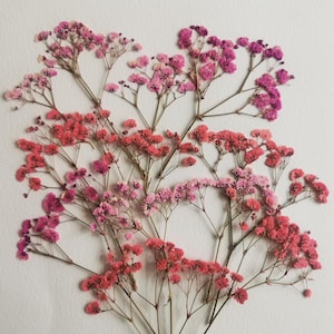 Flores secas e prensadas para arte e artesanato. Gypsophila rosa prensada.