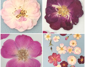 May include: A collection of pressed flowers featuring a large pale pink rose, a deep purple rose, a vibrant magenta rose, and a variety of smaller pressed blossoms in shades of pink, white, and dark red arranged on a light blue background.