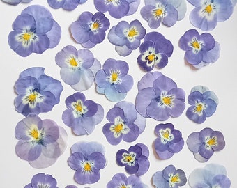 Dried and pressed pansies for craft usage.12 pansies flowers. Real dried viola flowers, supplies for craft, herbarium, wall art.