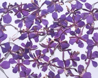 Gedroogde en geperste kleine bloemen voor ambachtelijk gebruik. Echte droogbloemen, knutselbenodigdheden, herbarium en sieraden.