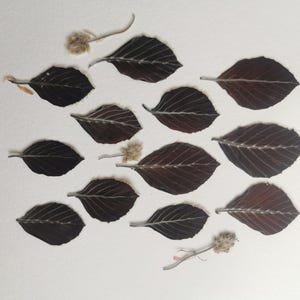 Dried and pressed   leaves for craft usage. Supplies for craft, herbarium, wall art.