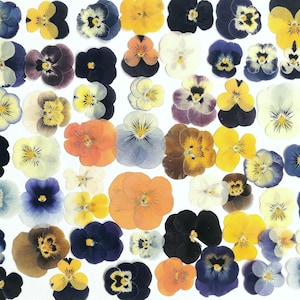Conjunto de 10/20/40 amores-perfeitos secos e prensados para uso em artesanato. Flores de viola secas de verdade, suprimentos para artesanato, herbário, arte de parede.