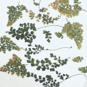 Dried and pressed   leaves for craft usage. Supplies for craft, herbarium, wall art.