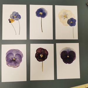 Carte de voeux de vraies fleurs. Ensemble de vraies fleurs printanières et carte de voeux vierge en fleurs. Fait main, pour toutes les occasions - carte de voeux.