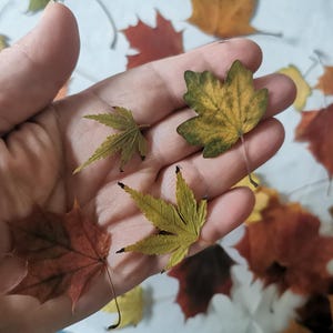 Puede incluir: Una mano sostiene varias hojas de otoño coloridas. Las hojas muestran tonos de verde, amarillo y rojo, con intrincados patrones de venas. Otras hojas están dispersas en el fondo, creando una exhibición estacional.