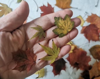 May include: A hand holding a selection of colourful autumn leaves. The leaves show shades of green, yellow, and red, with detailed vein patterns. Other leaves are scattered in the background, creating a seasonal display.