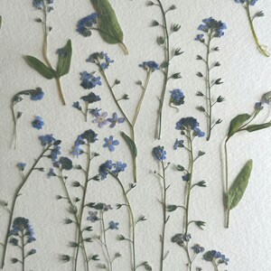 No me olvides, flores prensadas y secas, juego de 20, para manualidades y arte.