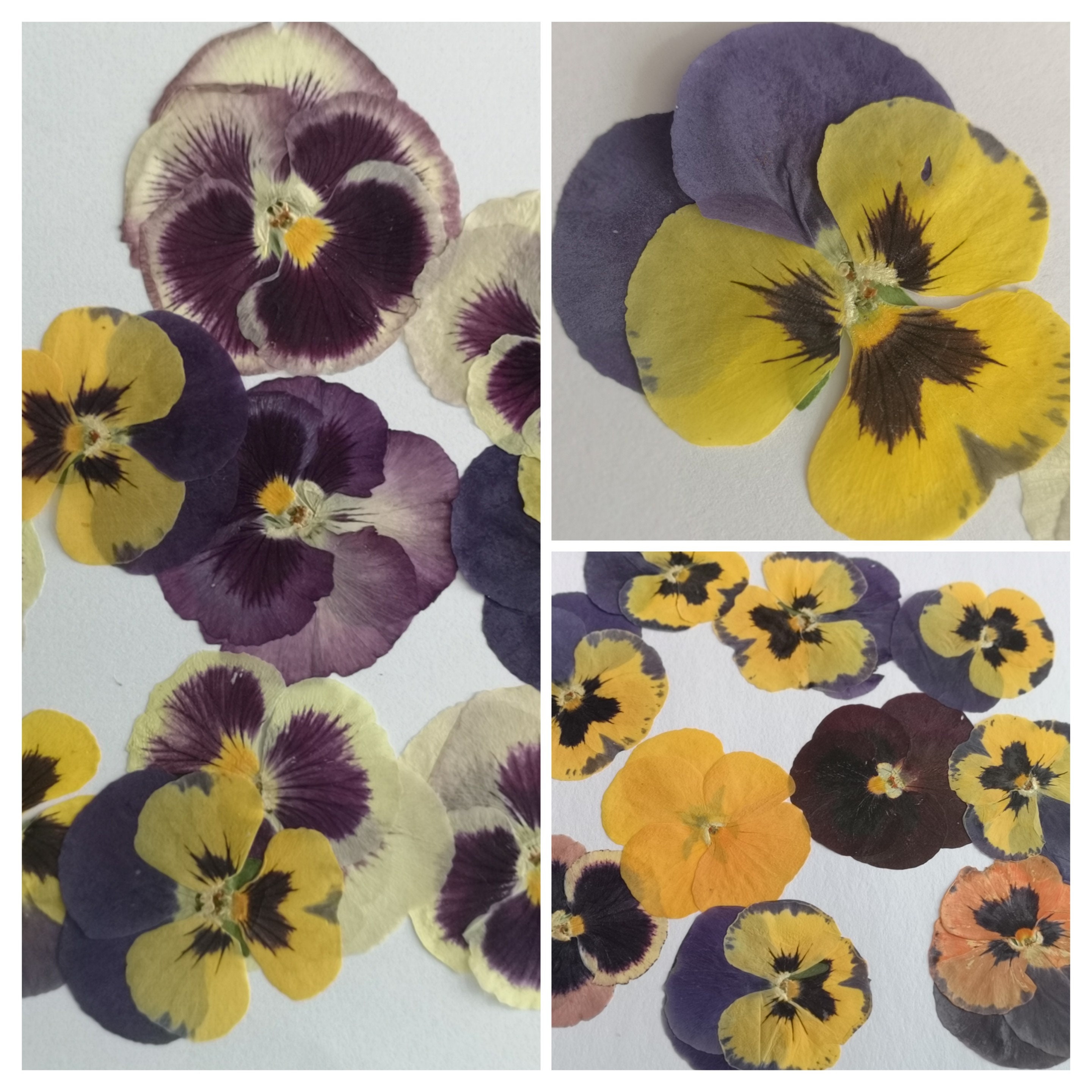 Edible Pressed Flowers for Decoration