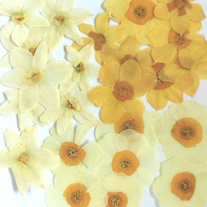 Getrocknete und gepresste Narzissen Blüten. Gelbe gepresste Blumen für Handwerk und Kunst. Getrocknete gepresste Blüten.