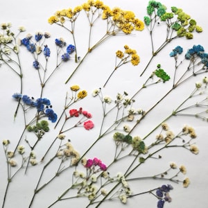 Flores secas y prensadas para arte y manualidades. Gypsophila multicolor prensada.
