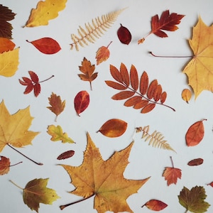 Gedroogde en geperste variëteit kleine herfstbladeren, rood, geel en groen. Set van 30 bladeren