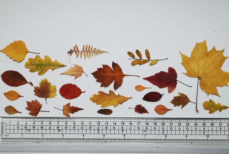 Autumn Ruler Small Autumn Pressed Leaves, Red, Yellow, and Green. - Etsy
