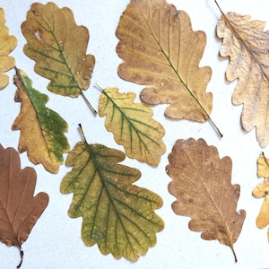 Pressed Oak Leaves, Natural Autumn Decor, Fall Crafts
